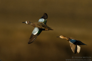 BIRDS OF THE WESTERN US